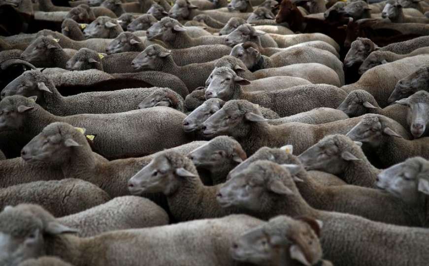 Tomislavgrad: Pojavila se Q groznica, zaražene ovce, stočari čekaju instrukcije